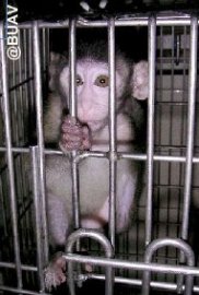 Expérimentation animale : La Fondation Brigitte Bardot pour un droit à l'objection de conscience