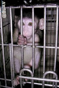 Expérimentation animale : La Fondation Brigitte Bardot pour un droit à l'objection de conscience