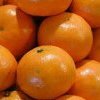 « Petit Ben et les mandarines ».