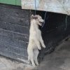 Réchauffement climatique : les chiens de traîneaux à leur tour victimes de la fonte des glaces !