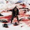 Chasse aux phoques : le Canada doit se montrer responsable !