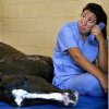 Du nouveau sur les chevaux de polo morts en Floride Du nouveau sur les chevaux de polo morts en Floride
