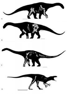 Trois grands dinosaures de plus en Australie !