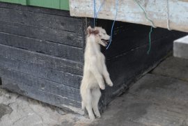 Réchauffement climatique : les chiens de traîneaux à leur tour victimes de la fonte des glaces !
