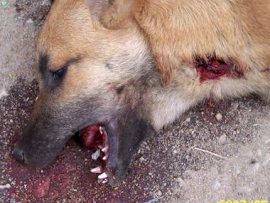 Ardèche : une battue pour tuer les chiens errants !
