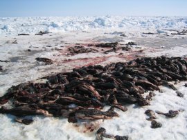 Un sénateur canadien propose d'interdire la chasse aux phoques !