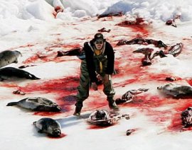 Chasse aux phoques : le Canada doit se montrer responsable !