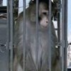 EUTHANASIE DE 14 MACAQUES DE TONKEAN A STRASBOURG, LA FONDATION BRIGITTE BARDOT S'INSURGE DEVANT LES SCANDALEUSES PRATIQUES DE L'UNIVERSITE LOUIS PASTEUR 