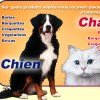 ENTRE CHIENS ET CHATS
