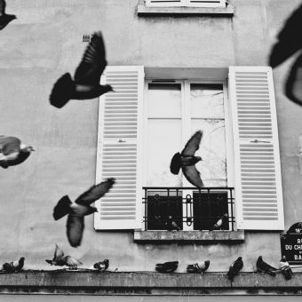 Pourquoi Paris est devenue la capitale mondiale du pigeon ?