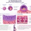 Trophoblaste : définition, rôle essentiel et importance dans la grossesse