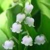 LA VENDEUSE DE MUGUET