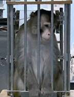 EUTHANASIE DE 14 MACAQUES DE TONKEAN A STRASBOURG, LA FONDATION BRIGITTE BARDOT S'INSURGE DEVANT LES SCANDALEUSES PRATIQUES DE L'UNIVERSITE LOUIS PASTEUR 