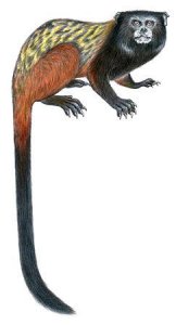 Une espèce de petit singe découverte en Amazonie