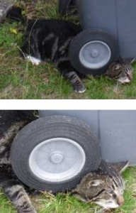 Rika Zaraï et Stéphane Lamart déposent plainte pour actes de cruauté envers un chat.