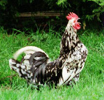 Une poule naine roumaine accuse David Beckham d'attouchements sexuels