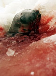 Chasse aux phoques : l'appel de BB à Obama