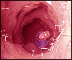 Révolution sonore : Ana Livia remasterisée !!!