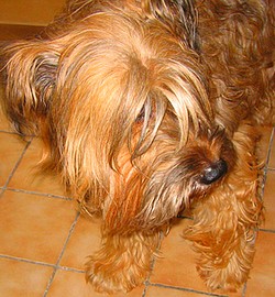 La fête des blondes fête ses 4 ans !