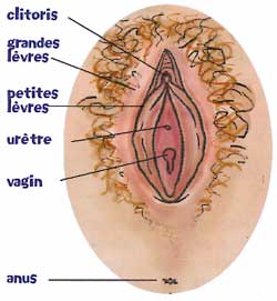 Grâce à ma bartholinite…