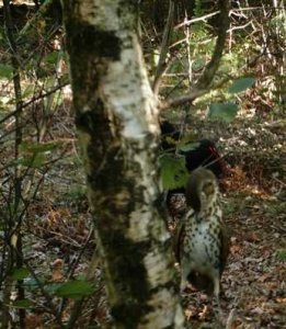 LA TENDERIE AUX GRIVES EN ARDENNE FRANÇAISE
