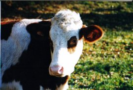 Rencontre exclusive avec Miss Normandie, Miss France 2005