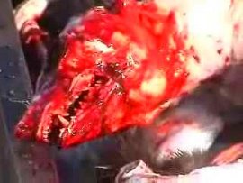 Halte aux massacres d'animaux pour leur fourrure....