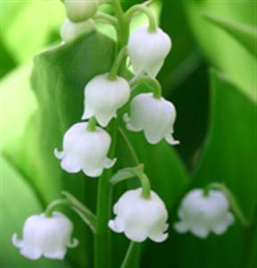 LA VENDEUSE DE MUGUET