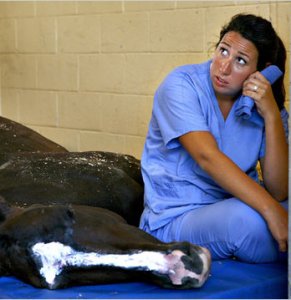 Du nouveau sur les chevaux de polo morts en Floride