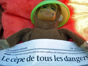  Les champignons gnons gnons….