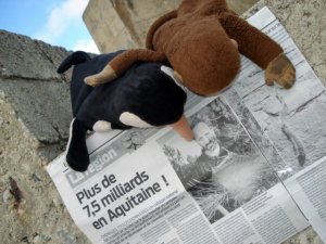 Les chenilles du Sud Ouest