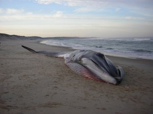 Vincent, un homme au naturel 
