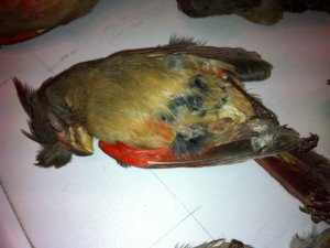 A L'AEROPORT DE ROISSY EN HIVER : LES SERVICES VETERINAIRES CONGELENT LES OISEAUX VIVANTS !