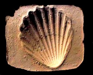 L'Esprit de l'Extase selon Vernon Monroe