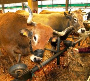 Les Défenseurs des Droits des Animaux n'iront pas au Salon de l'Agriculture