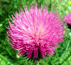 ELOGE DE MON IMPRODUCITIVITE