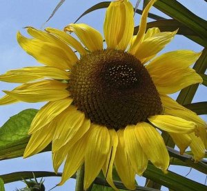 LA VINAIGRETTE PEUT TUER... DÉFENSE D'EN ABUSER !