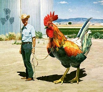 LETTRE OUVERTE ( à propos des OGM)