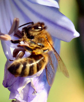Nicolas Geant s'occupe des abeilles en plein Paris