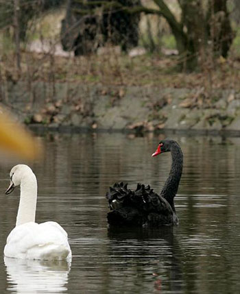 Avis de Recherche à l'Attention de Petra