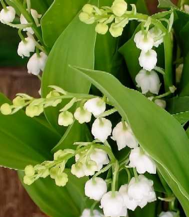 LE 1er MAI C'EST LE TEMPS DU MUGUET... ET CELUI DES CERISES !