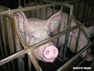 La Fondation Brigitte Bardot porte plainte auprès du Jury de Déontologie Publicitaire contre la campagne radiophonique du Centre d'Information des Viandes