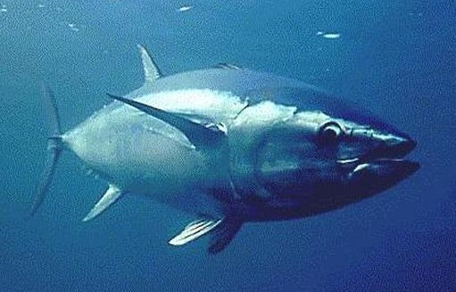 Préservation des espèces : la prise en otage par les politiques !