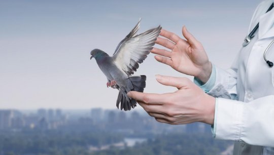 Pigeons connectés : la Russie invente-t-elle les drones vivants du futur ?
