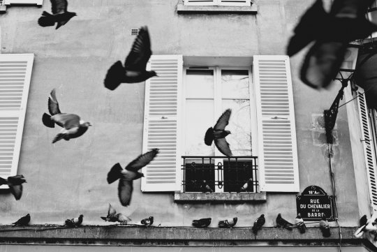 Pourquoi Paris est devenue la capitale mondiale du pigeon ?