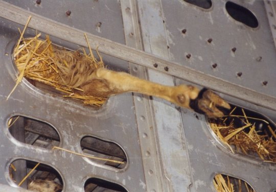 POUR UNE PROTECTION MONDIALE DES ANIMAUX DE FERME, une eterview de Charles Notin, président de la PMAF