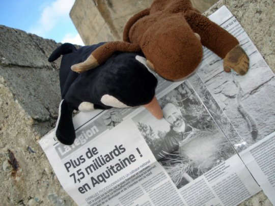 Les chenilles du Sud Ouest